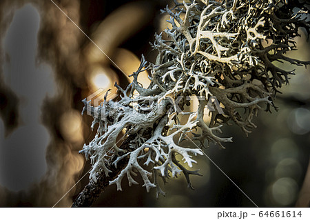close up of lichen on a pine branch 64661614