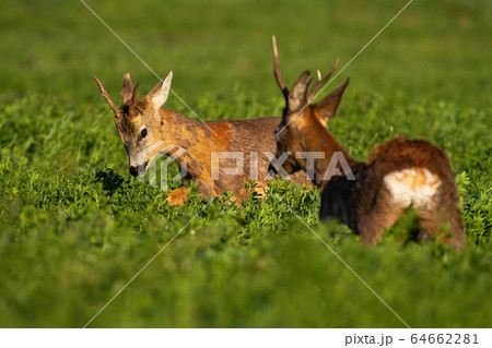 Rivalry of roebucks in a territorial fight in spring nature at sunrise Rivalry of roebucks in a territorial fight in spring nature at sunrise 64662281
