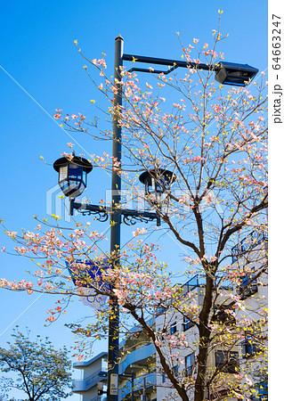満開のピンク色のハナミズキ 街路樹の写真素材