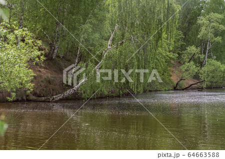 Clear sunny day in the woods, birch bending over water. Spring summer season, natural background, floating petals of flowering trees Clear sunny day in the woods, birch bending over water. Spring summer season, natural background, floating petals of flowering trees 64663588