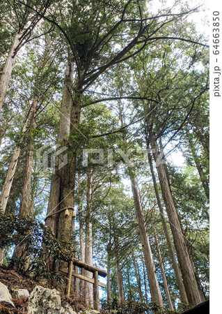 三峯神社縁結びの木 64663850