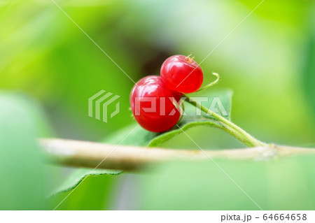 ヒョウタンボクの実 64664658