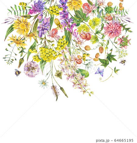 Vintage watercolor summer meadow colorful 64665195