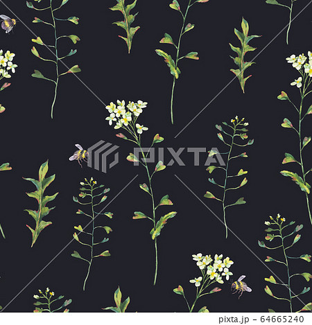 Watercolor vintage seamless pattern of Capsella Watercolor vintage seamless pattern of Capsella 64665240