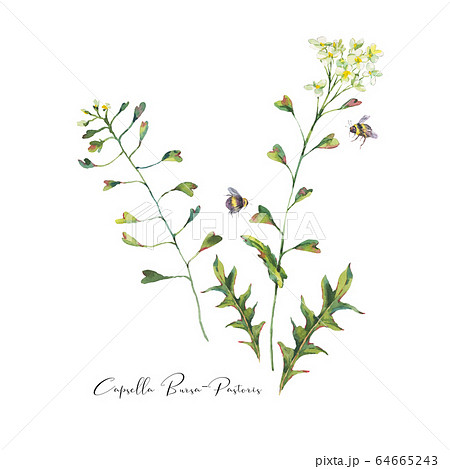 Watercolor vintage Capsella Bursa-Pastoris Meadow 64665243