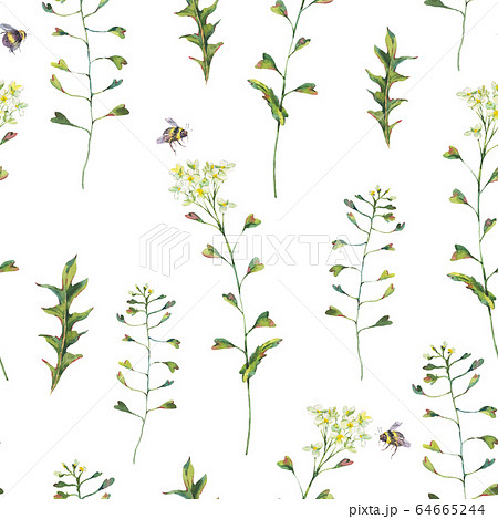 Watercolor vintage seamless pattern of Capsella 64665244