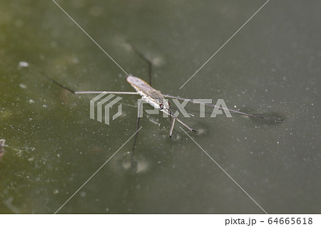 ナミアメンボ 64665618