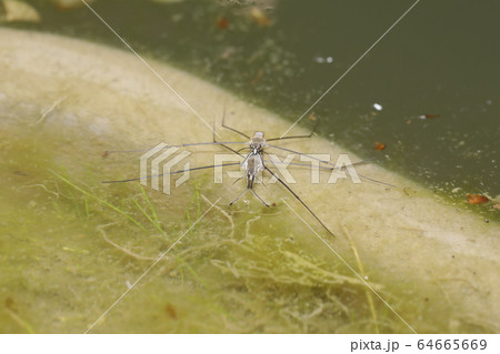 ナミアメンボ 64665669