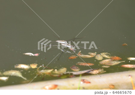 ナミアメンボ 64665670