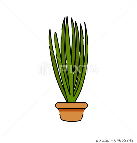 Isolated cactus icon Isolated cactus icon 64665848