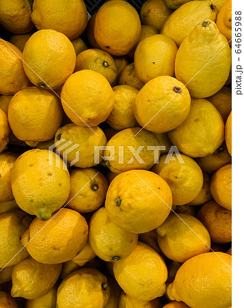 lots of delicious ripe yellow sour lemons to eat a background lots of delicious ripe yellow sour lemons to eat a background 64665988