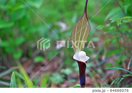 ユキモチソウの花 ユキモチソウの花 64666076