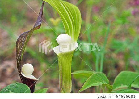 ユキモチソウの花 64666081