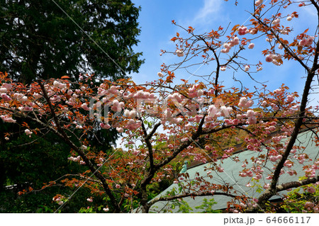 八重桜 八重桜 64666117