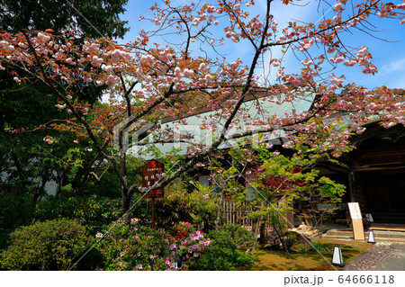 八重桜 八重桜 64666118