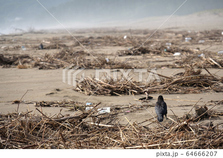 カラスと自然災害イメージ 64666207