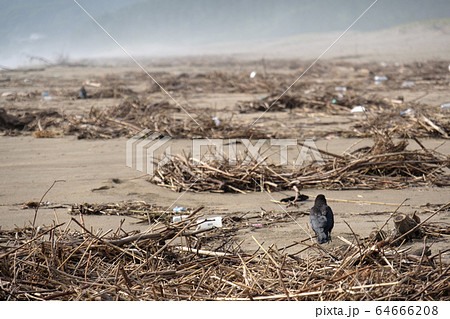 カラスと自然災害イメージ 64666208