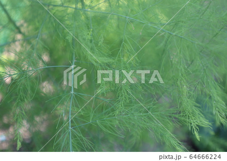 アスパラガスの葉の写真素材