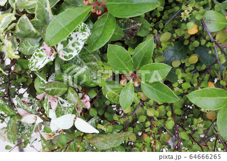 リーフプランツの寄せ植え 64666265