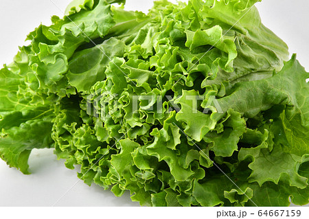 グリーンリーフ 野菜 グリーンリーフ 野菜 64667159