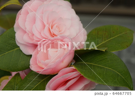 椿花 淡赤色 椿花 淡赤色 64667705