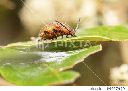 Brown Leaf-rolling Weevil 64667990