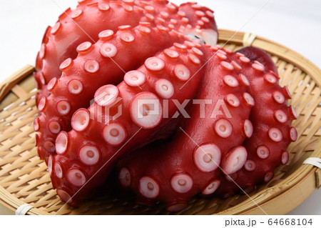 すだこ すだこ 64668104