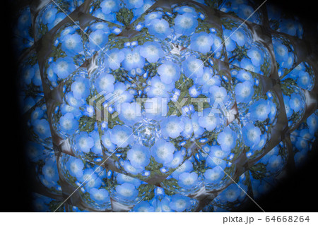 ネモフィラ 64668264