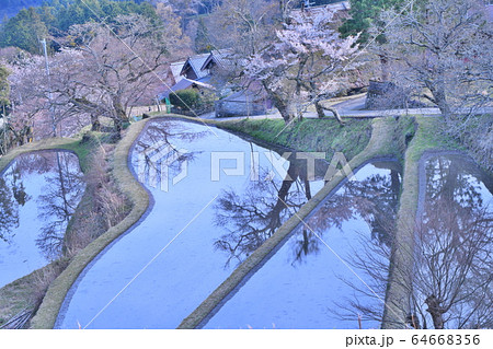 三多気の桜 三多気の桜 64668356