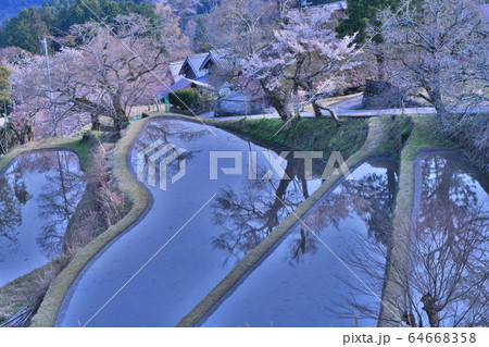 三多気の桜 三多気の桜 64668358