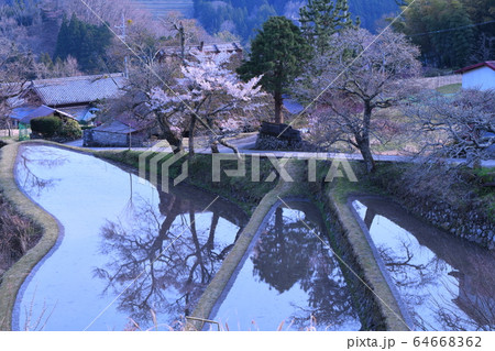 三多気の桜 三多気の桜 64668362