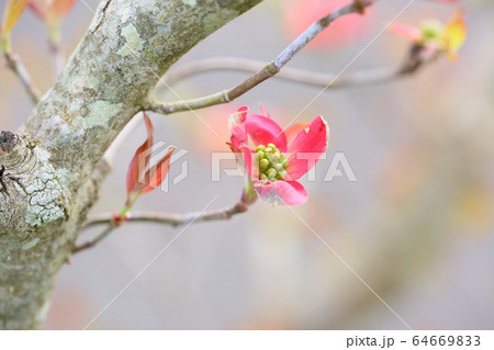 ハナミズキの花 64669833