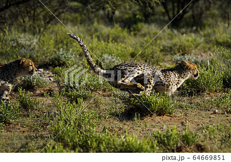 チーター 64669851