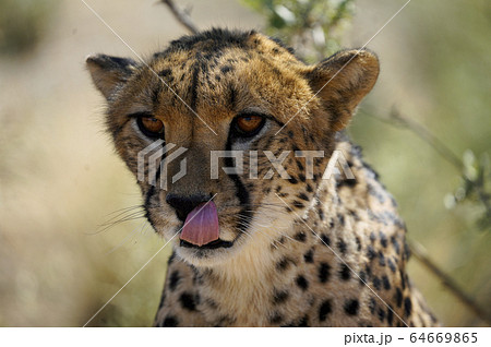 チーターの写真素材
