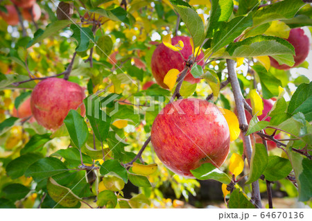 リンゴの木と実ったリンゴ 64670136
