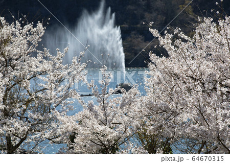 阿木川ダムの桜 64670315