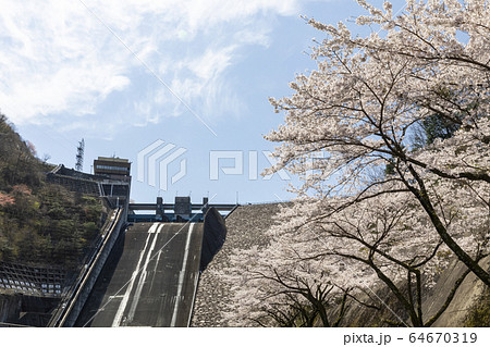 阿木川ダムの桜 64670319
