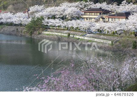 阿木川ダムの桜 64670320