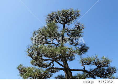 松の木 松の木 64670321