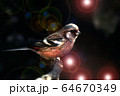 ベニマシコの風景 64670349