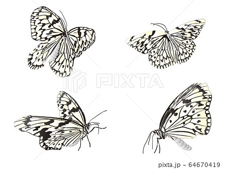 蝶 アゲハチョウ アゲハのイラスト素材