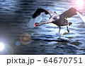 黒鳥　猛ダッシュ 64670751