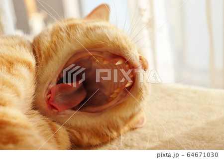 大きな口をあけてあくびする猫。アメリカンショートヘアのレッドタビー 64671030