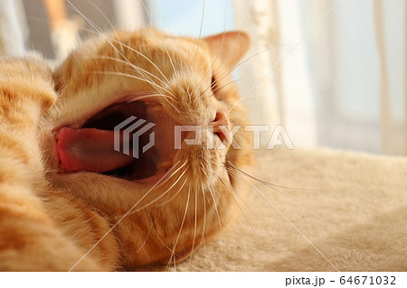 ひげの付け根を膨らませてあくびする猫。アメリカンショートヘアのレッドタビー ひげの付け根を膨らませてあくびする猫。アメリカンショートヘアのレッドタビー 64671032