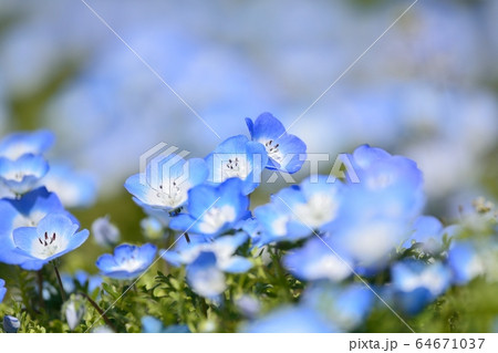 ネモフィラ ネモフィラ 64671037