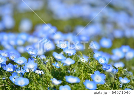 ネモフィラ ネモフィラ 64671040