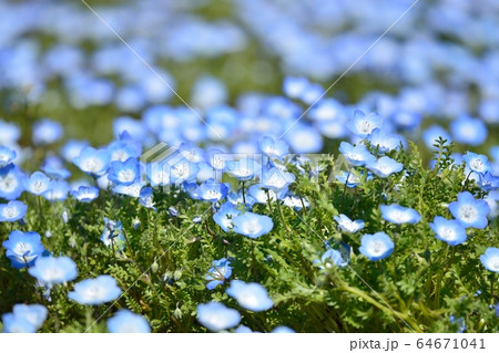 ネモフィラ ネモフィラ 64671041