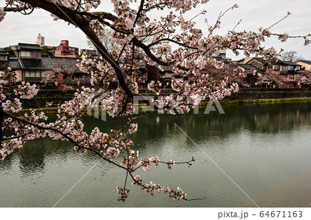 主計町の春 主計町の春 64671163