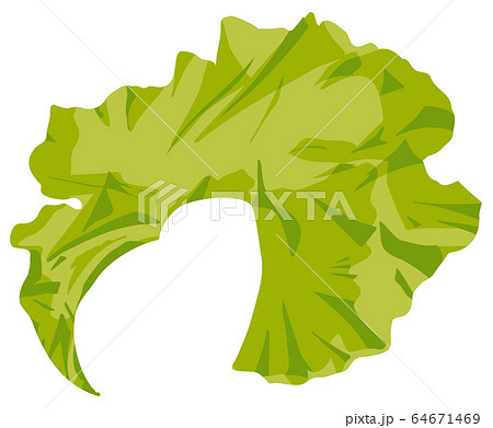 海藻 　ベクター素材　ウスバアオノリ 64671469