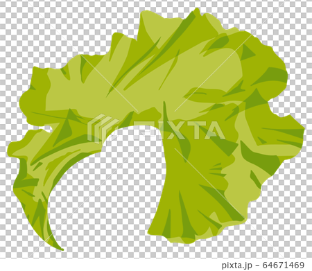 海藻 　ベクター素材　ウスバアオノリ 64671469